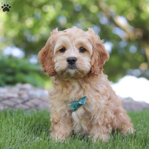 Toby, Cockapoo Puppy